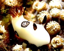 Jorunna fenubris. Shot taken at Dayang Island with Canon ... by Mohan Thanabalan 